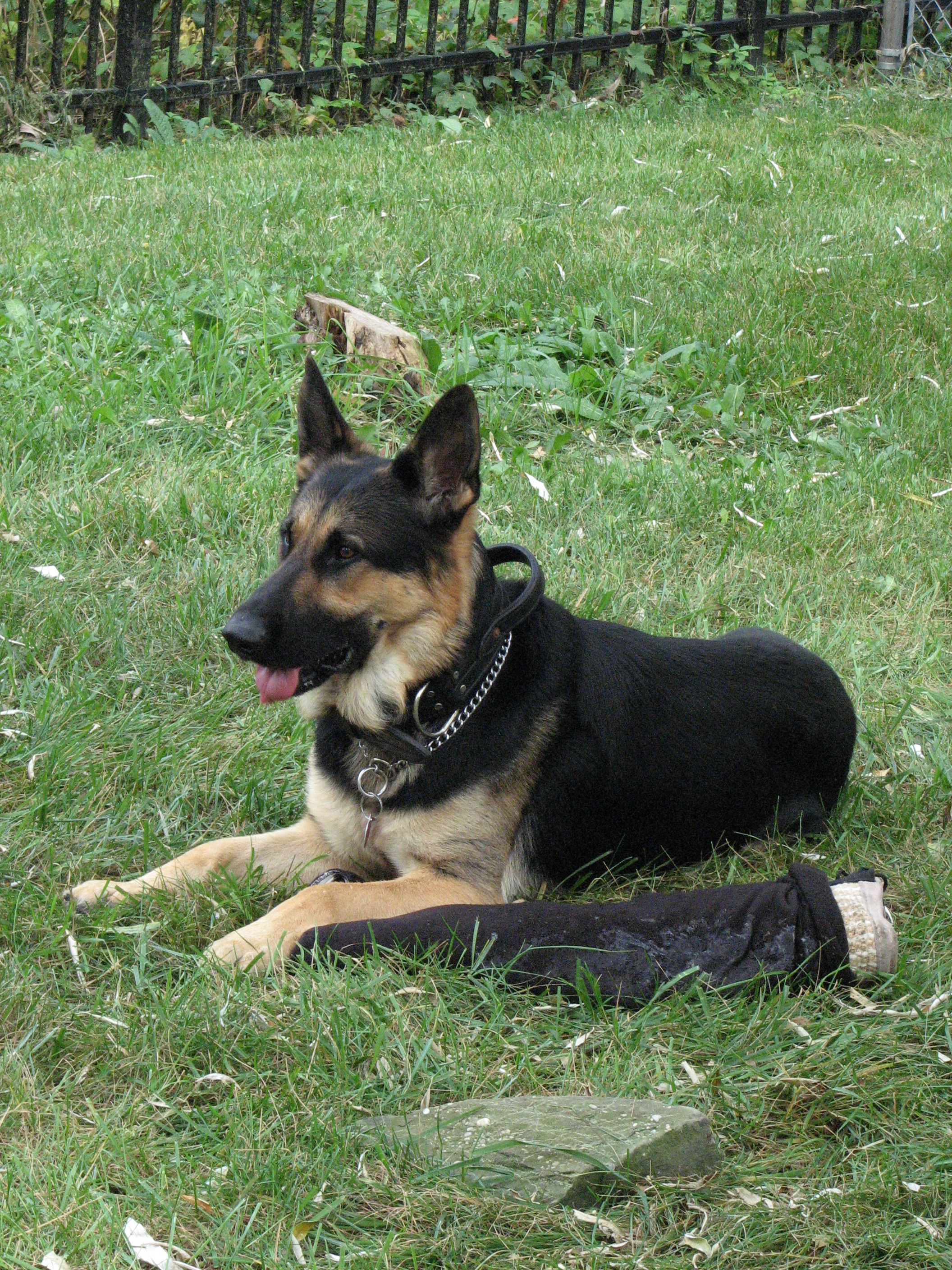 K-9 Samson Pics.JPG